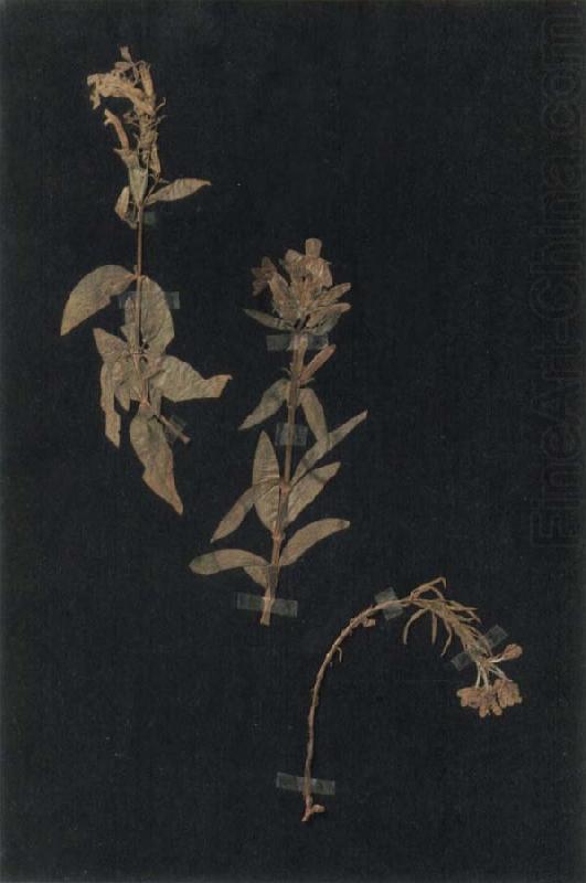 Paul Klee Herbarium china oil painting image